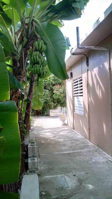 Lion'S Pride Apartment Kingston Bagian luar foto